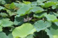 /album/jusco-park/img-0665-jpg/