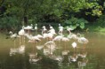 /album/guangzhou-zoo/img-0813-jpg/